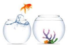 Online Coaching Generative Change Goldfish jumping out of small empty bowl to nice big bowl with coral and opportunities