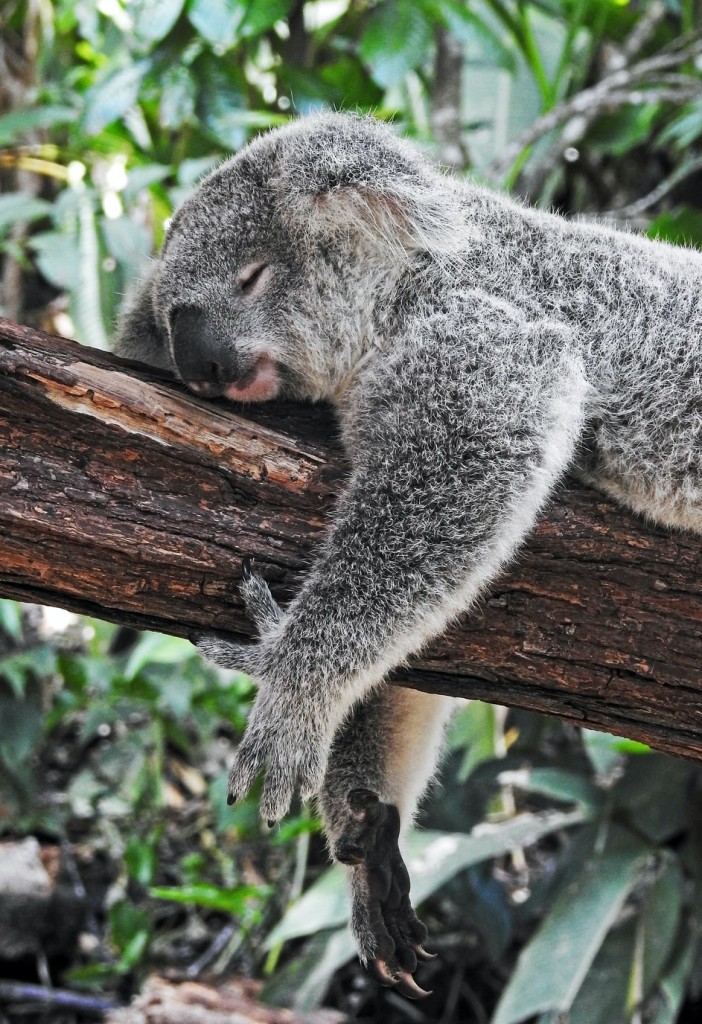 Koala sleeping soundly probably after doing daily audit Generative Change Life Changing Coaching Online & By Phone