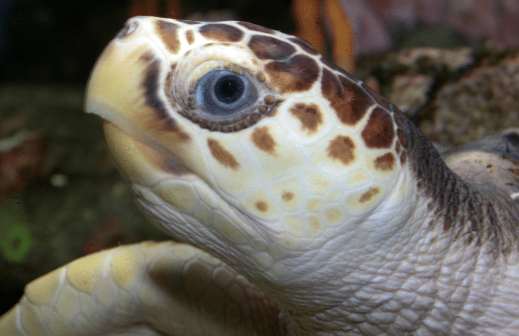 Loggerhead Turtle face and eye knowing