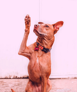 brown dog with paw up Where have all the questions gone? Generative Change Life Changing coaching