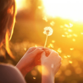 Woman blowing dandelion flower seeds in golden sunlight