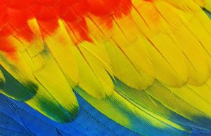 Bright feathers, red, yellow, blue, green Generative Change Life Changing Coaching Online and By Phone